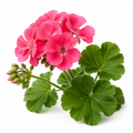 Geranium