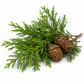 cedarwood