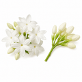 Jasmine