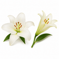 Lily