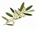 Olive Blossom