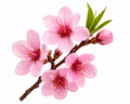 Peach Blossom