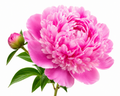 Peony