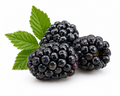 Ripe Blackberry