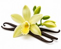 Vanilla Orchid