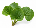 Violet Leaf